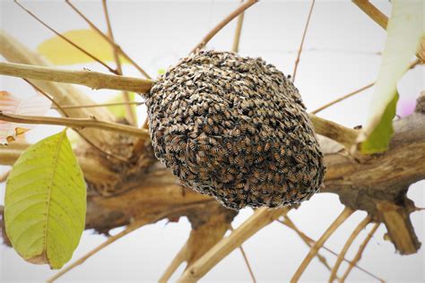 蜜蜂在家筑巢怎么办|蜜蜂在家里筑巢怎么办？/Bees build nests in home